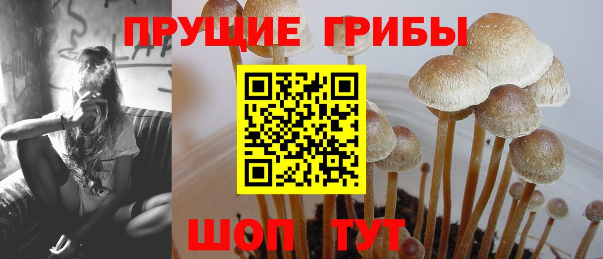 Галлюциногенные грибы Psilocybe Новый Уренгой
